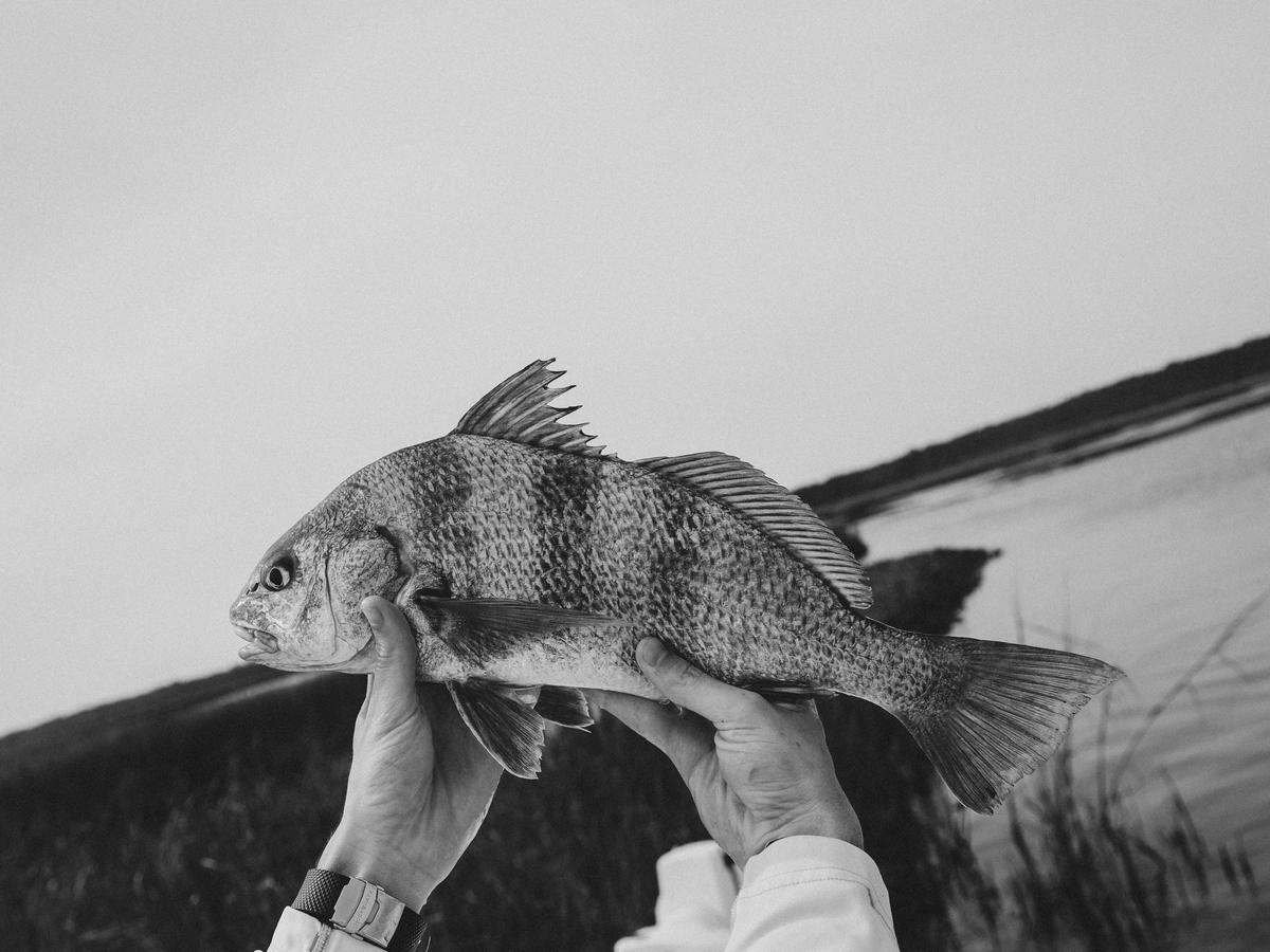 Angler holding a fish at the water's edge